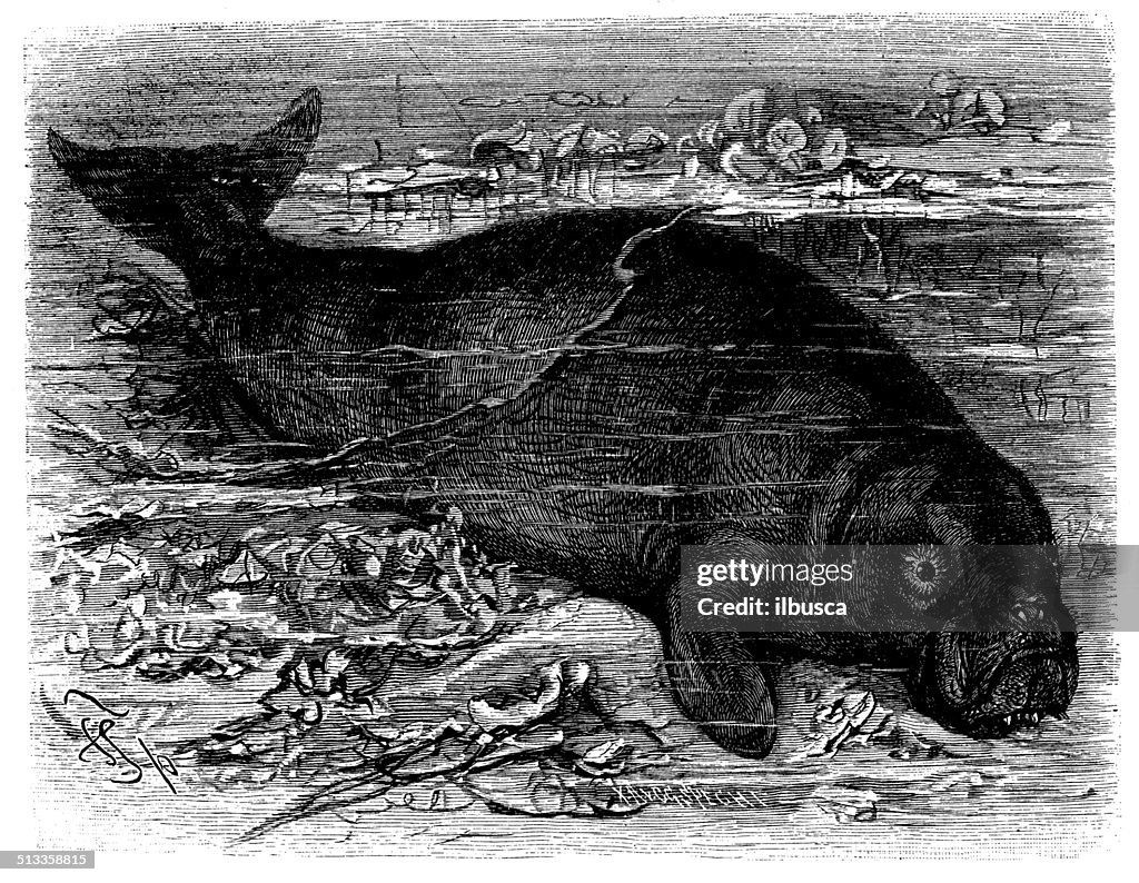 Antique illustration of Dugong