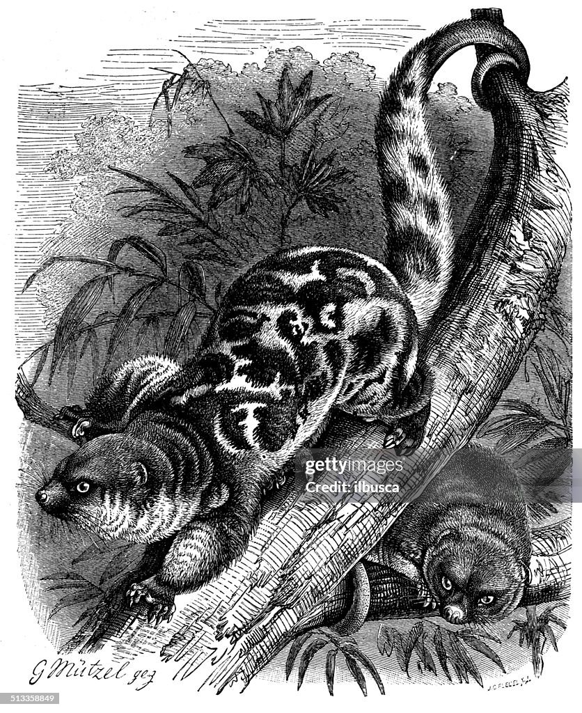 Illustrazione d'epoca di buon Cusco macchiato (Spilocuscus maculatus)