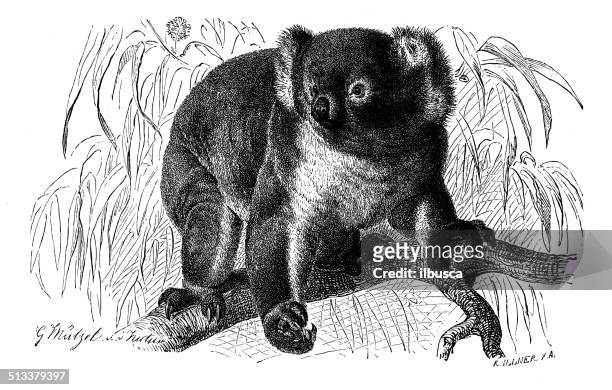 antique illustration of koala - koala stock illustrations