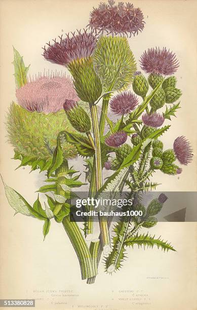 stockillustraties, clipart, cartoons en iconen met thistle, milk thistle, musk thistle, scotland, victorian botanical illustration - thistle