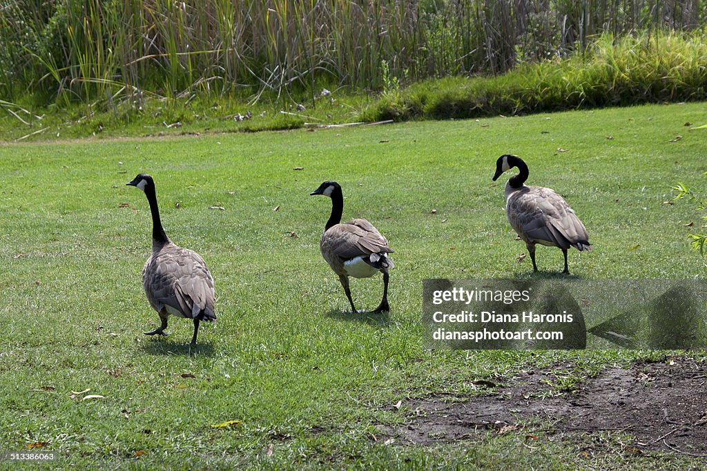 Three Canadian Geese