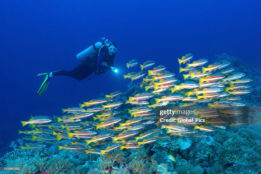 Snappers and diver - Palau, Micronesia