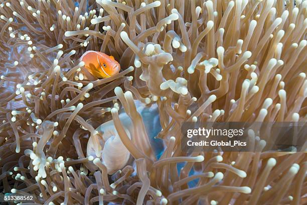 Skunk Fish 168 Skunk Clownfish Stock Photos, High-Res Pictures, and Images - Getty ...