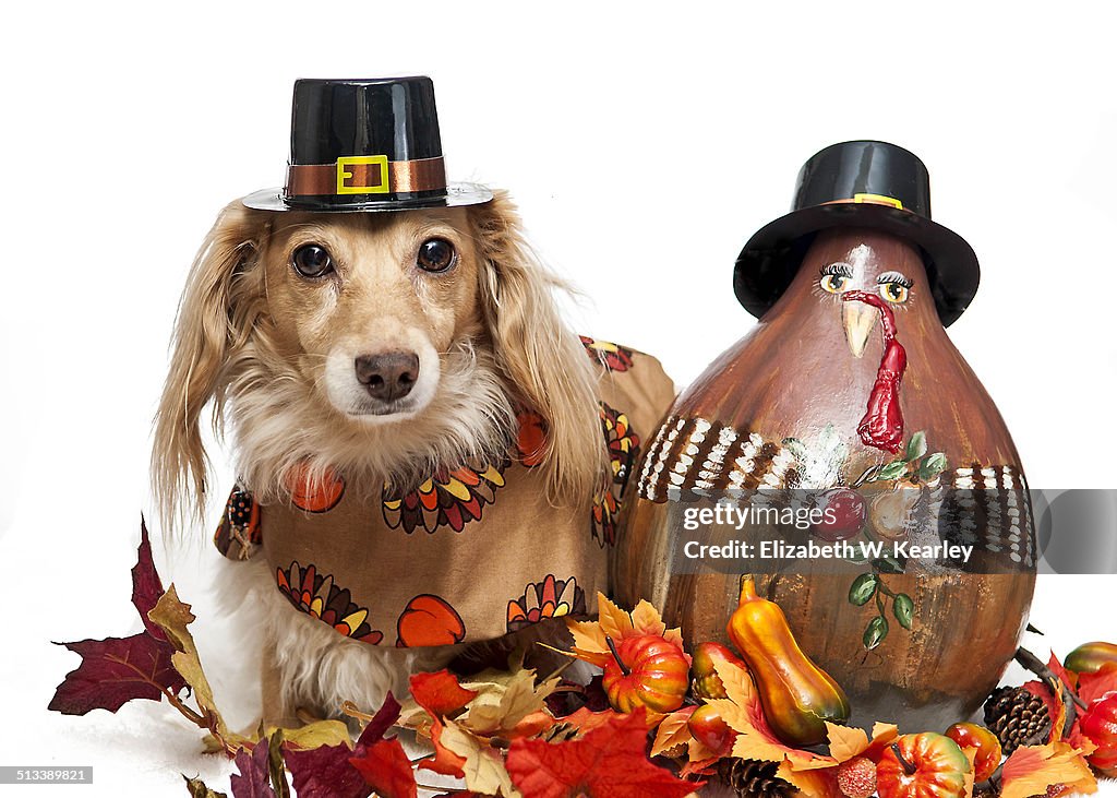 Dog next to painted turkey gourd