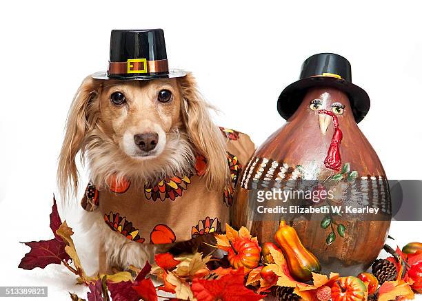 dog next to painted turkey gourd - dog thanksgiving - fotografias e filmes do acervo