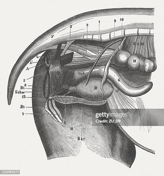 54 Ilustraciones de Organo Reproductivo Animal - Getty Images 54 Ilustraciones de Organo Reproductivo Animal - Getty Images