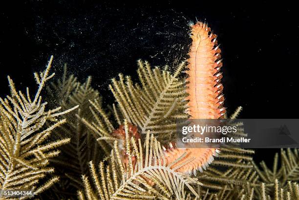 Fireworm Larvae 191 Fireworm Stock Photos, High-Res Pictures, and Images - Getty Images
