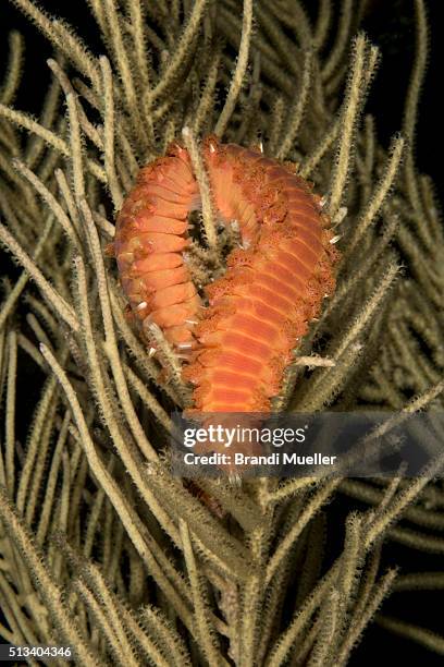 Fireworm Larvae Fire Worms Photos and Premium High Res Pictures - Getty Images