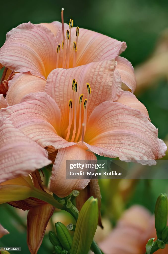 Hemerocallis