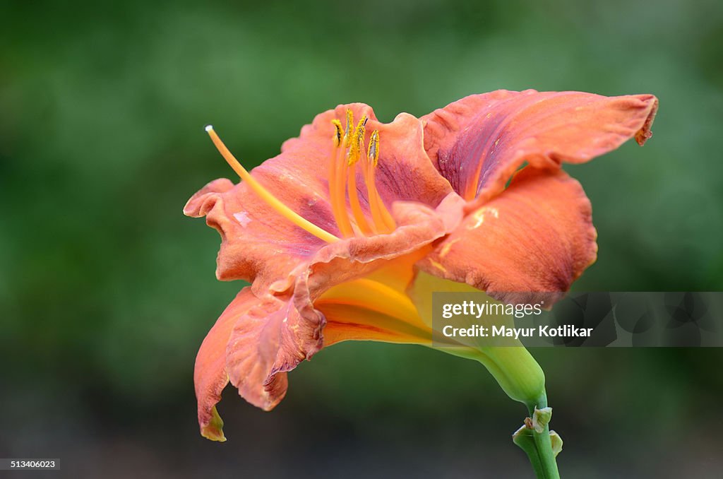 Hemerocallis Galaxy Explosion