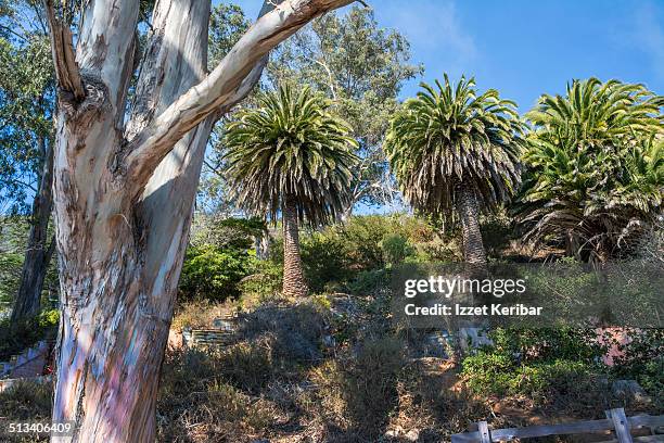 big sur, california usa - mcway wasserfall stock-fotos und bilder