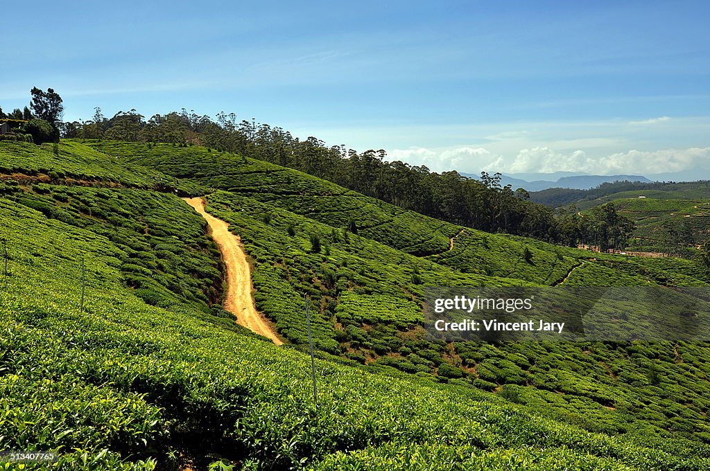 Tea mountain