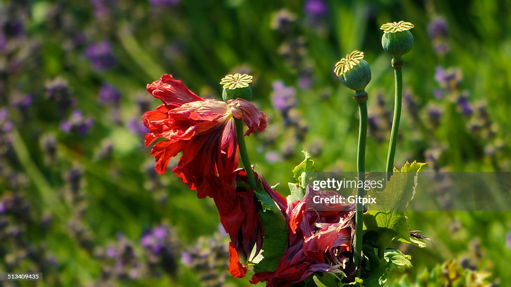 Three faded Poppies