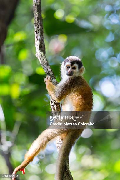 squirrel monkey (saimiri sciureus) in the green forest of costa rica - dödskalleapa bildbanksfoton och bilder