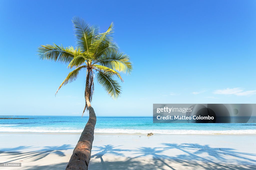 Palm tree leaning toward tropical beach with blue sky, Costa Rica