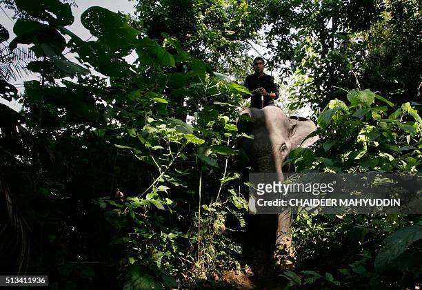 This photo taken on January 25, 2015 shows an Indonesian mahout deployed as a forest ranger riding a trained Sumatran elephant at Trumon, a...