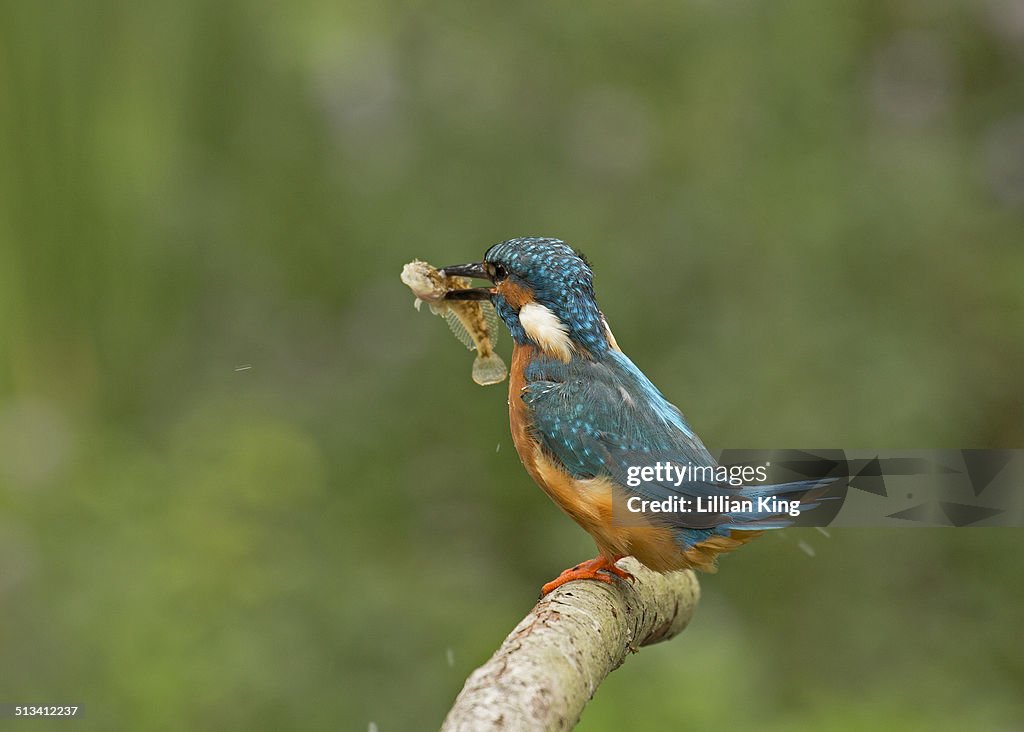 Kingfisher with fish