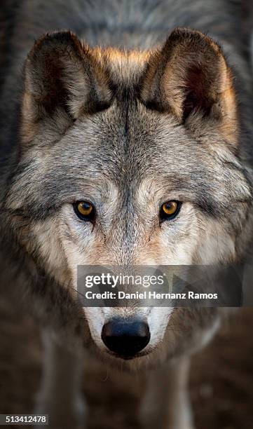 arctic wolf male - wolf cub stock pictures, royalty-free photos & images