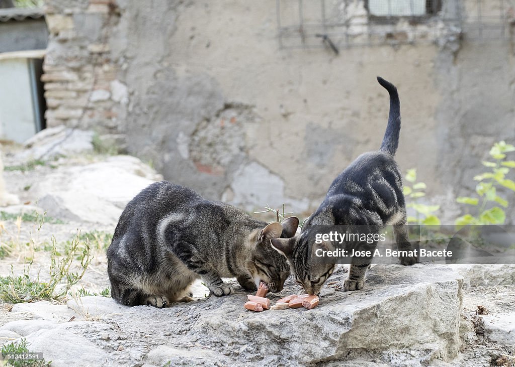 Cat and kitten eating sausages