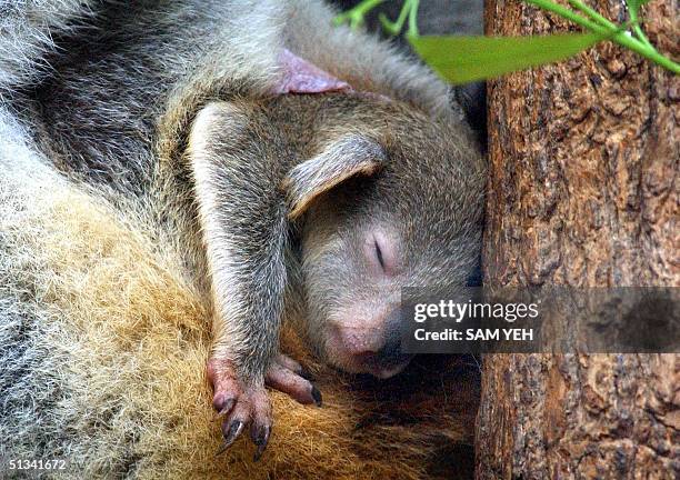 161 Koala Pouch Photos and Premium High Res Pictures - Getty Images 161 Koala Pouch Photos and Premium High Res Pictures - Getty Images
