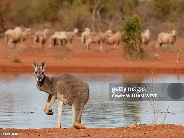 Kangaroo stands next to a rare waterhole as sheep gather as they look for food on a station near White Cliffs, 19 July 2002, which is one of the...