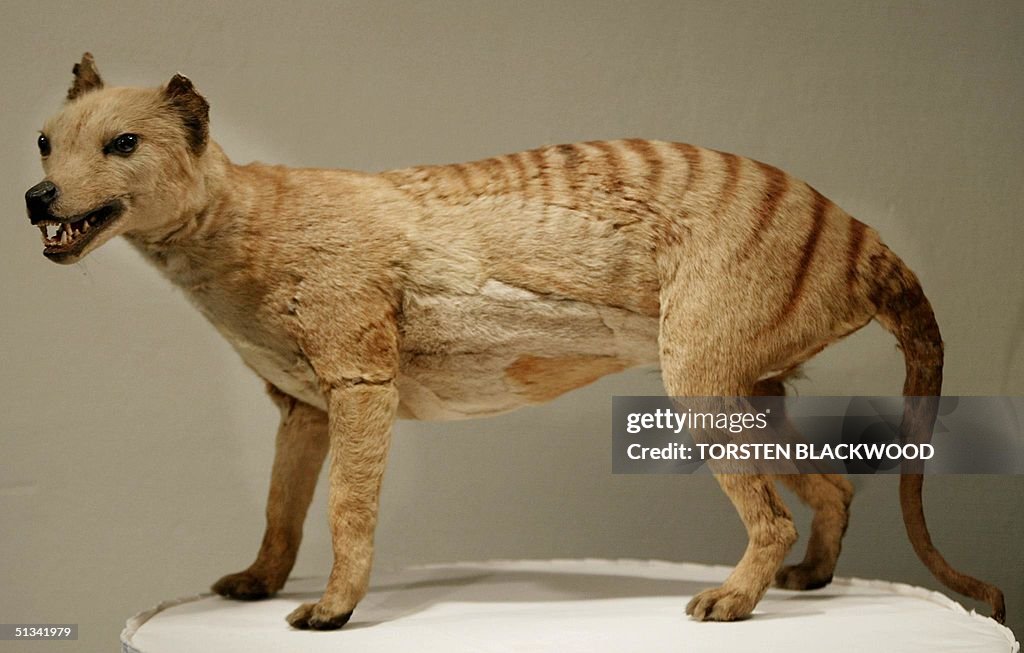 A Tasmanian tiger (Thylacine), which was declared