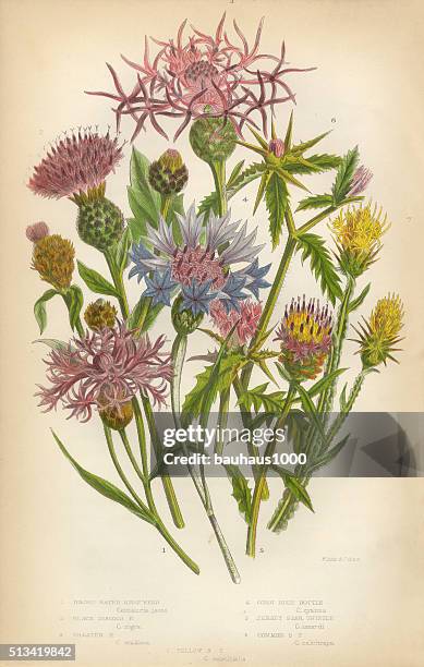 distel, sterne-distel, flockenblume, blau flasche, viktorianischen botanischen illustrationen - kräuter stock-grafiken, -clipart, -cartoons und -symbole