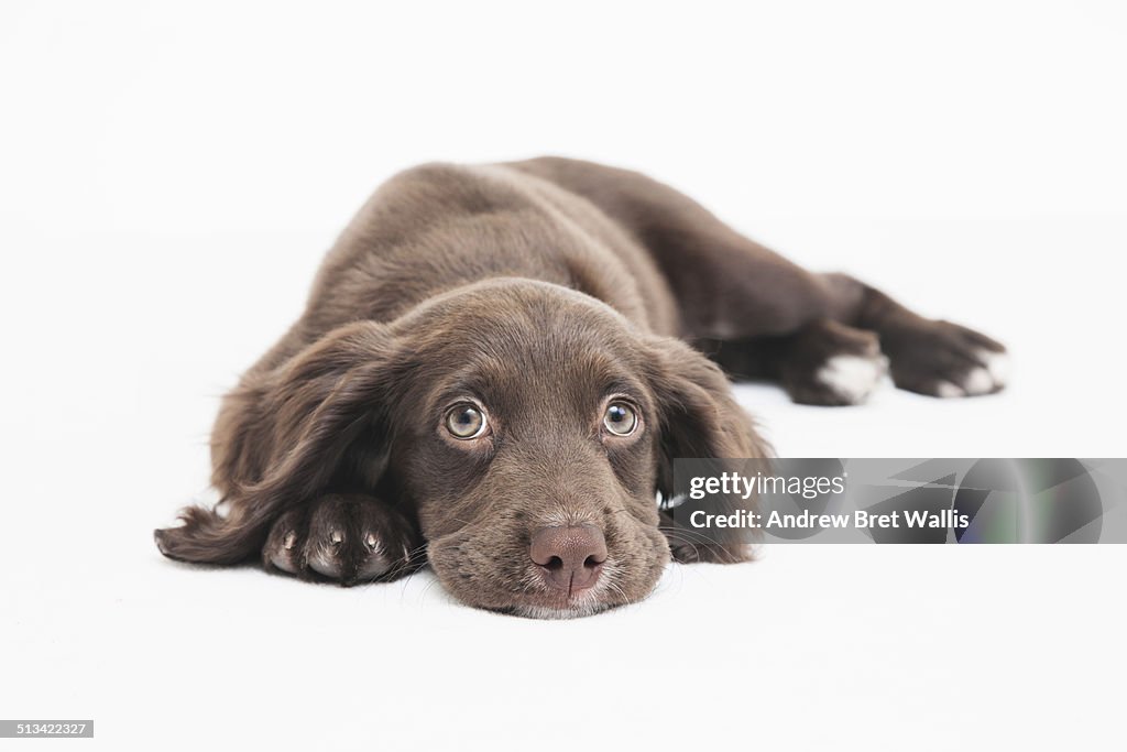 Pedigree cocker spaniel lying down