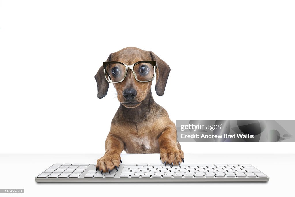 Dachshund Puppy Using Computer Keyboard High-Res Stock Photo - Getty Images