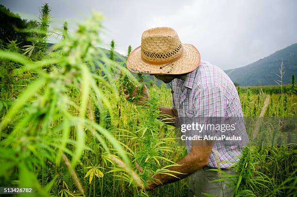 mann ernten medical haschisch - hemp agriculture stock-fotos und bilder