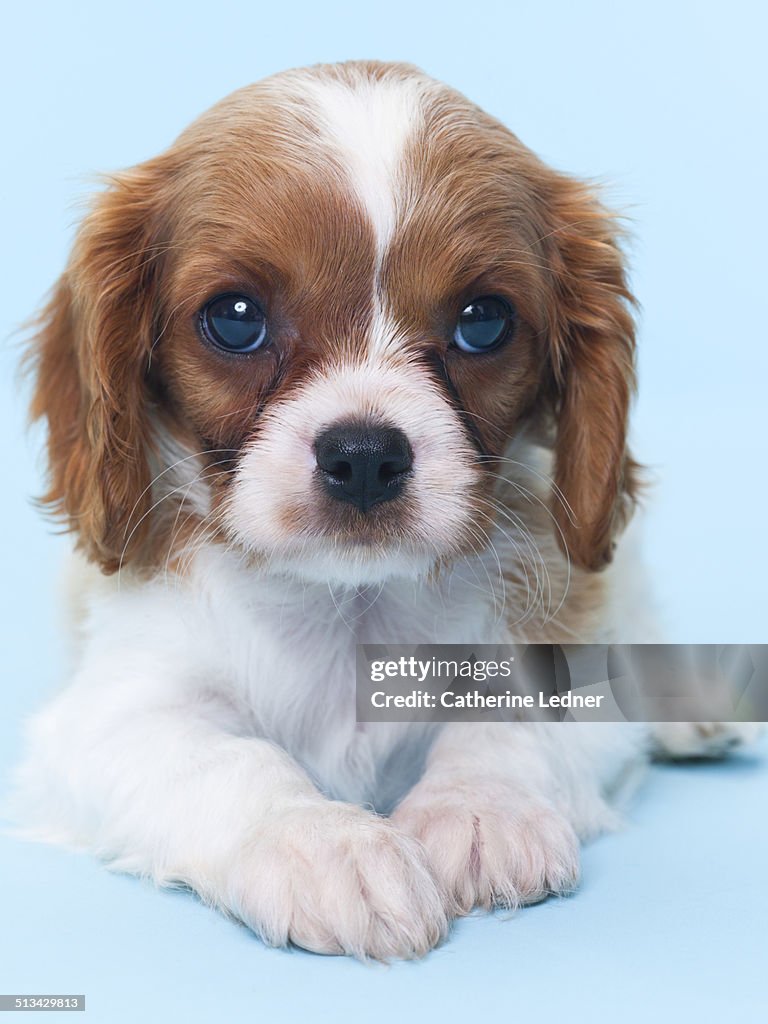Cavalier King Charles Spaniel Puppy on Blue