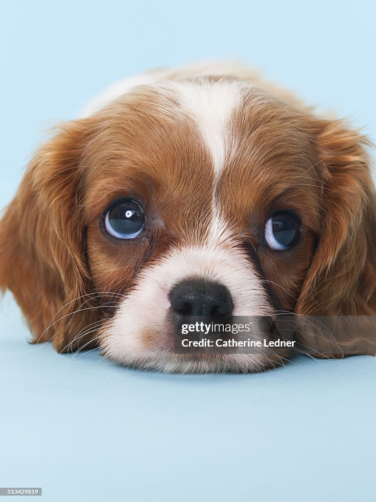 Cavalier King Charles Spaniel Puppy Looking Away