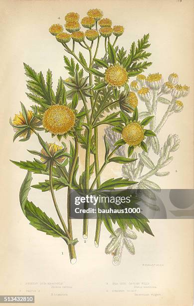 marigold, cottonweed, sunflower, tansy, victorian botanical illustration - cottonwood stock illustrations