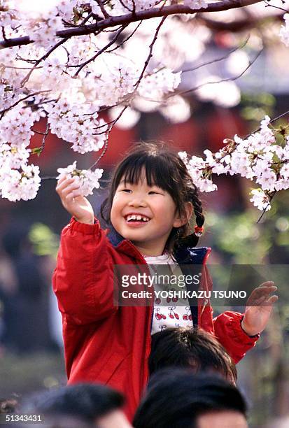 Little girl, on the shoulders of her father, is all smiles as she catch cherry blossom at the Ueno park in Tokyo 01 April 2001. Millions people...