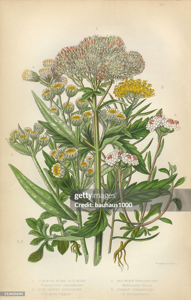 Sonnenblume Bitterkeit, goldene Mitte, unvergängliche, Helichrysum, viktorianischen botanischen Illustrationen