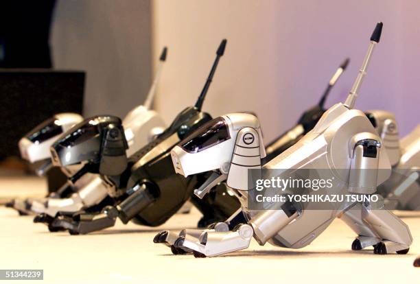 Japanese electronics giant Sony's pet robot Aibo dogs raise their tails and stretch their bodies to show their performance during a high-tech...