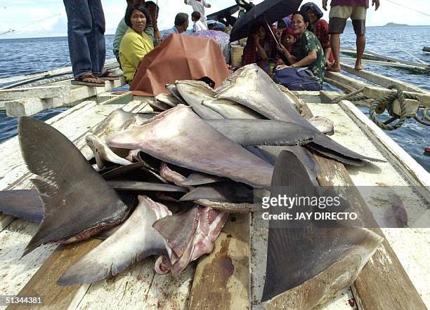 Fishermen transport a load of harvested shark fins 30 June 2000 aboard a small outrigger from the port of Jolo town in the southern Philippine island...
