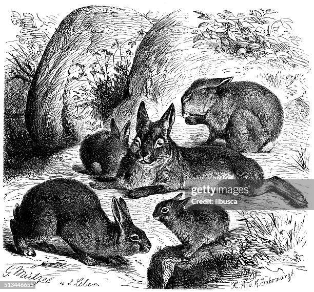 antique illustration of common rabbit (oryctolagus cuniculus) - lots of rabbits stock illustrations
