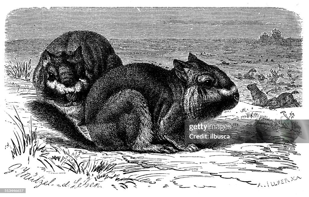 Antique illustration of Viscacha