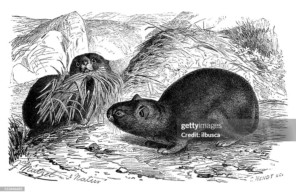 Antique illustration of alpine pika (Ochotona alpina)