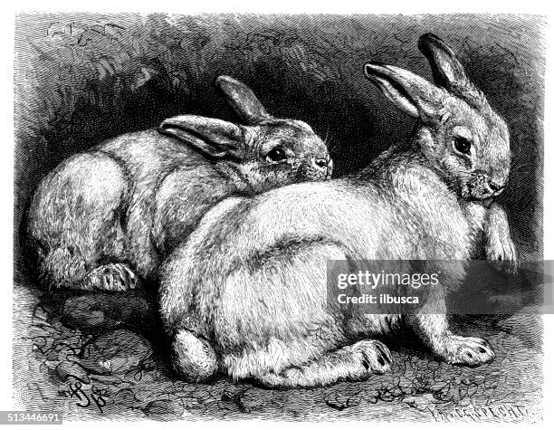 antique illustration of mountain hare (lepus timidus) - arctic hare stock illustrations