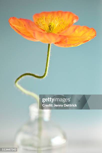 poppy flower with crooked stem - poppies in vase stock pictures, royalty-free photos & images