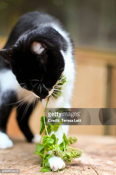 cat with catnip - catmint stock pictures, royalty-free photos & images