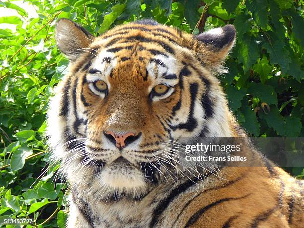 portrait of a siberian tiger - wien schönbrunn stockfoto's en -beelden