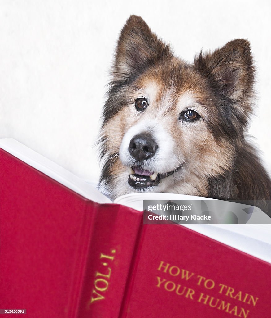 Dog looking up from book