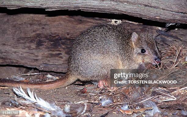 Rare Burrowing Bettong hides under a hollow log near Cygnet River on Kangaroo Island 14 April, 1999 having been driven to extinction on mainland...