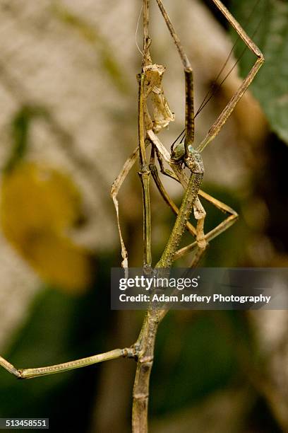 Adam Insect Adam Jeffery Photography Photos and Premium High Res Pictures - Getty ...