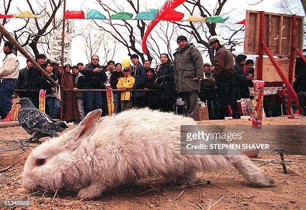 Baby rabbit, with its hind leg tied to a stake , tries to escape the constant bombardment of metal rings as people toss them at the animals to win...
