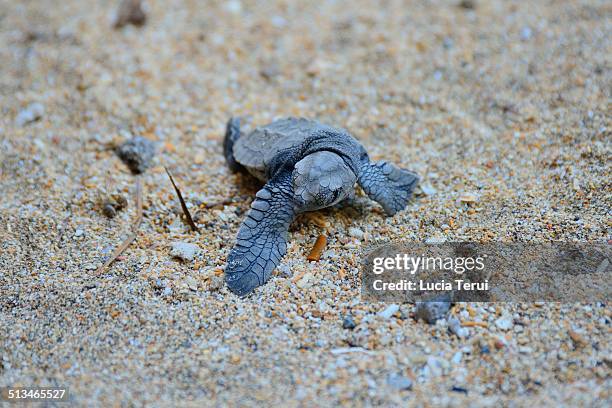 olive ridley sea turtle (lepidochelys olivacea) - lepidochelis olivacea - fotografias e filmes do acervo