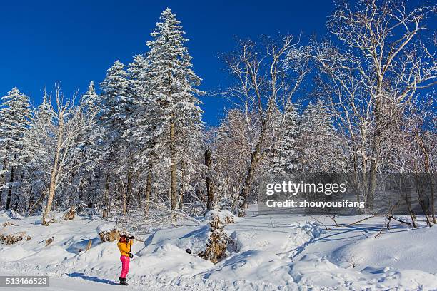 boundless forest and snowfield - bare trees on snowfield stock pictures, royalty-free photos & images